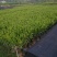 抢非洲茉莉一限购货(详情).60高*40冠精品货漂亮