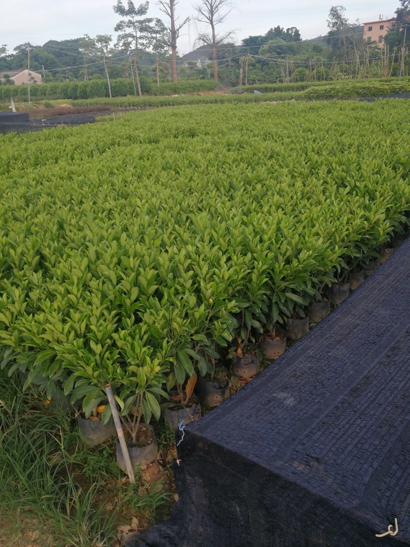 抢非洲茉莉一限购货(详情).60高*40冠精品货漂亮