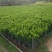 抢非洲茉莉一限购货(详情).60高*40冠精品货漂亮