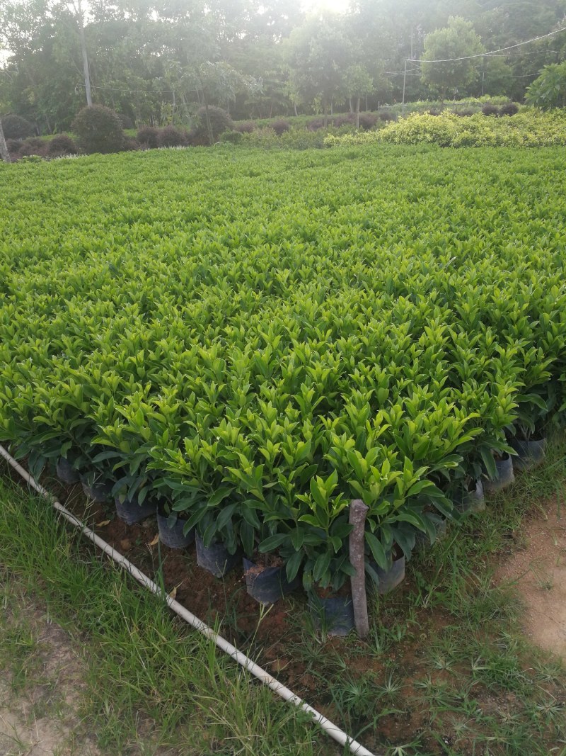 抢非洲茉莉一限购货(详情).60高*40冠精品货漂亮