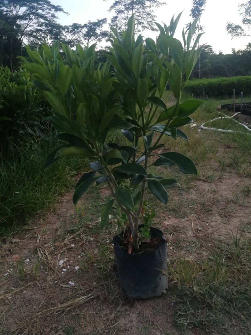 抢非洲茉莉一限购货(详情).60高*40冠精品货漂亮