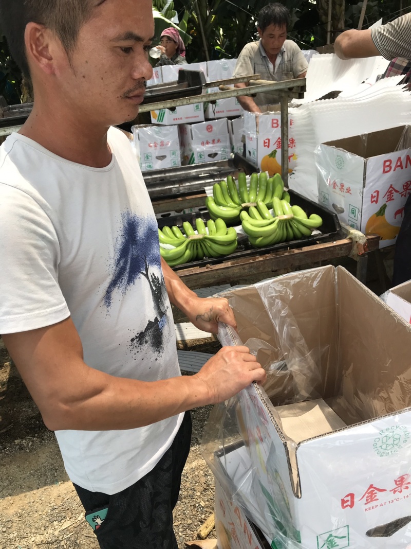 香蕉🍌香蕉🍌香蕉🍌大量现货供应