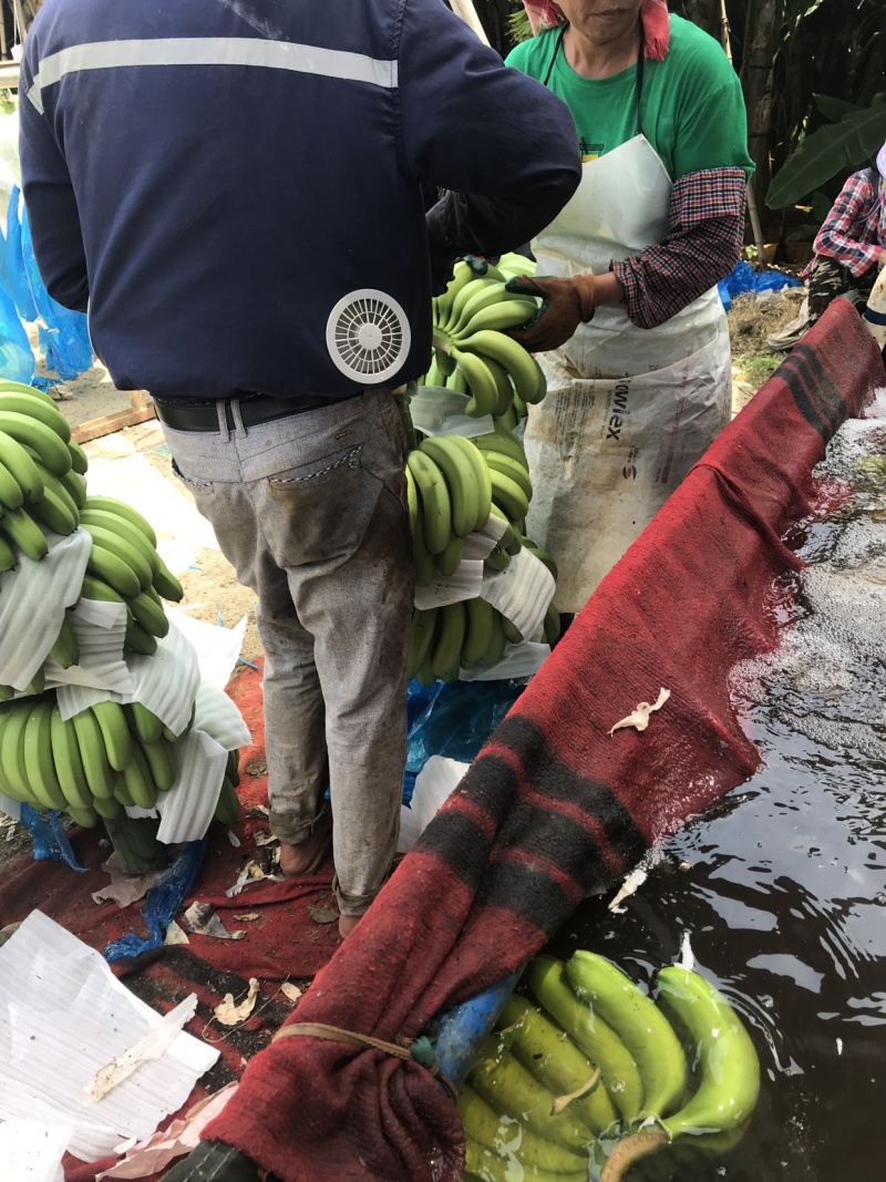 香蕉🍌香蕉🍌香蕉🍌大量现货供应