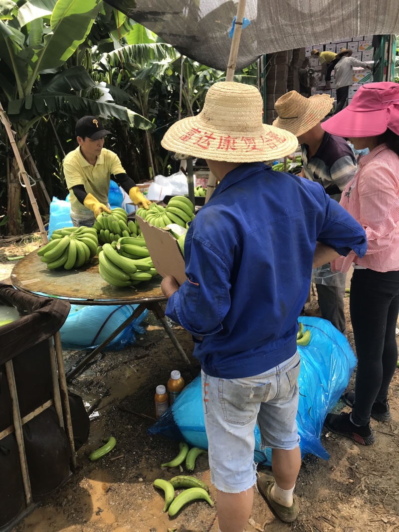 香蕉🍌香蕉🍌香蕉🍌大量现货供应