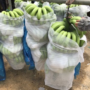 香蕉🍌香蕉🍌香蕉🍌大量现货供应