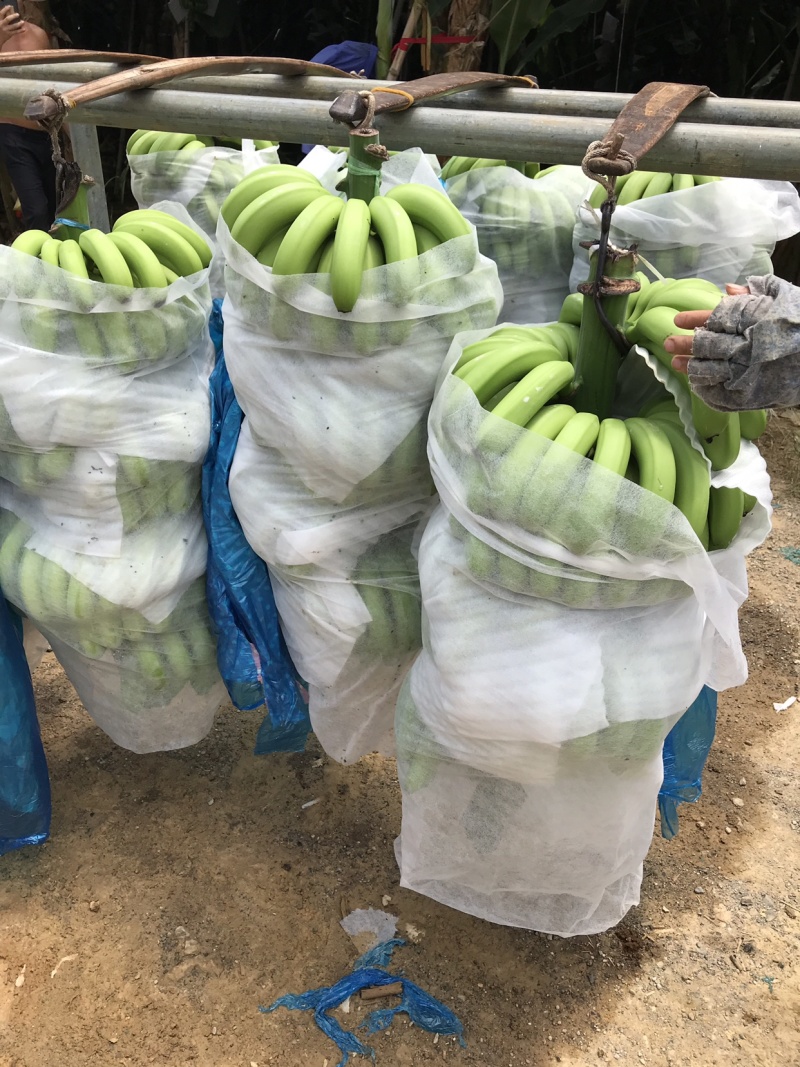 香蕉🍌香蕉🍌香蕉🍌大量现货供应