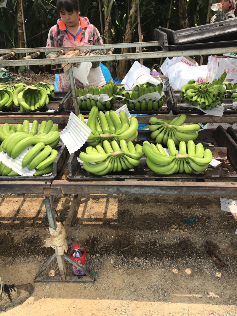 香蕉🍌香蕉🍌香蕉🍌大量现货供应