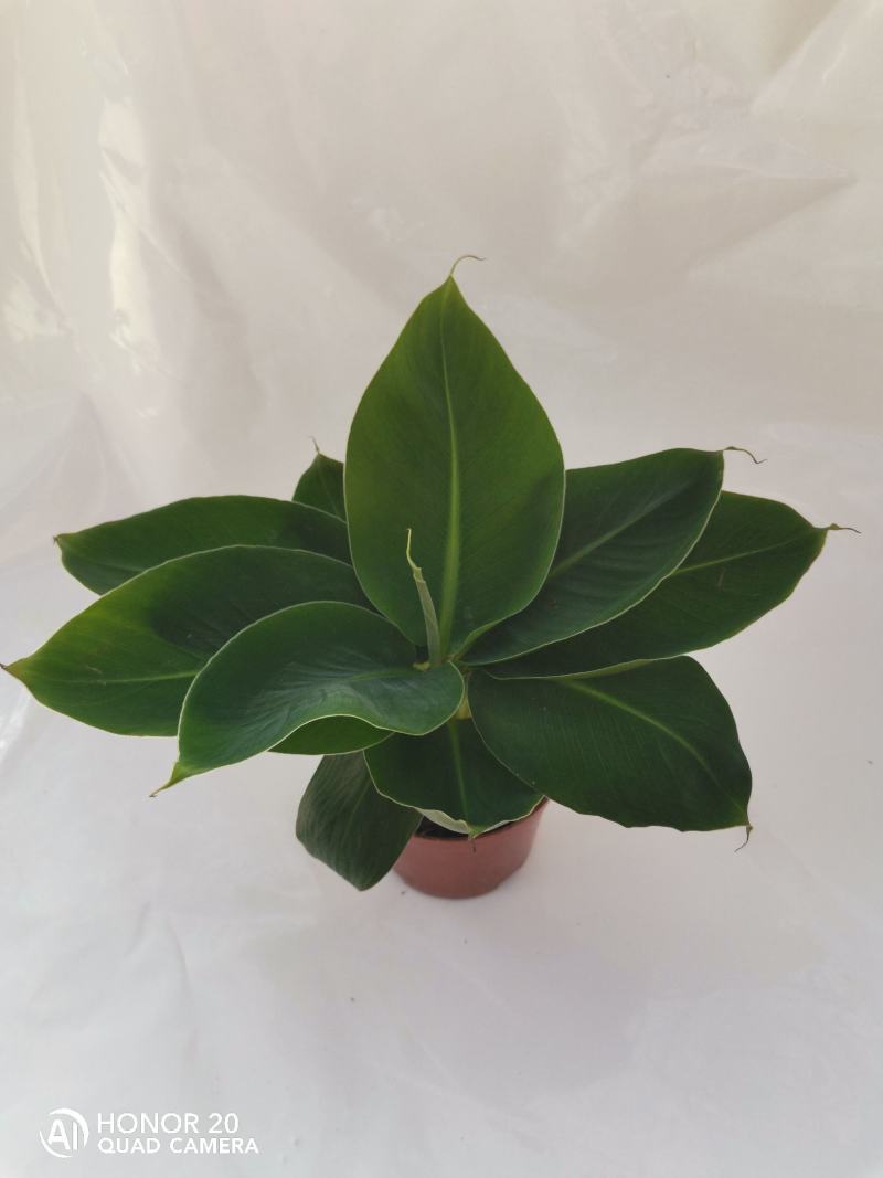 卡文迪什香蕉树，观赏型香蕉树，迷你型盆栽树量大优惠