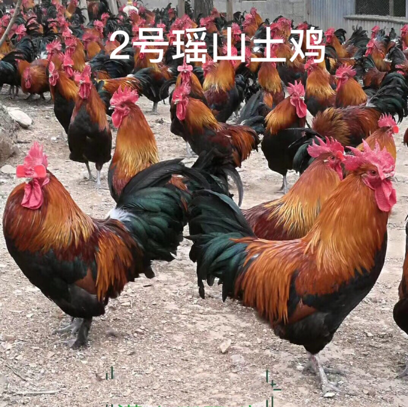 瑶鸡苗️，质量保障、店内有（诚信企业）证书，红瑶鸡