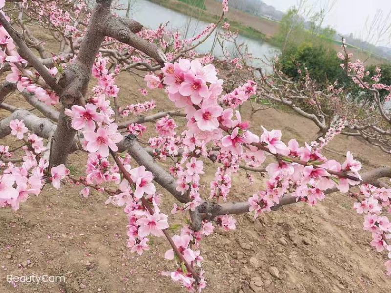 山东优质八号毛桃新鲜上市基地直供可视频看货