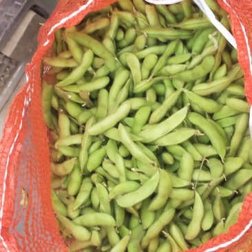 河北邯郸基地毛豆大量上市质量好