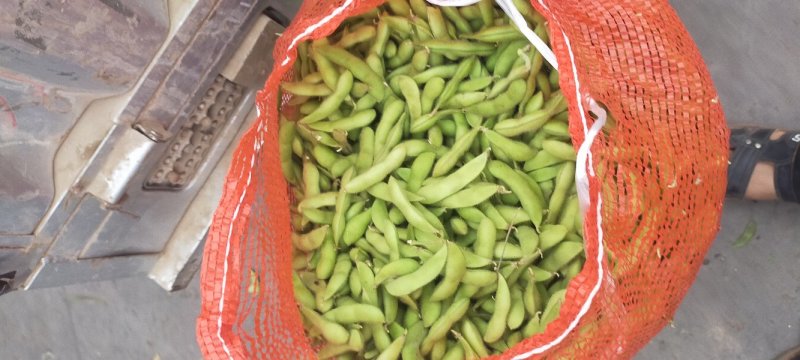 河北邯郸基地毛豆大量上市质量好