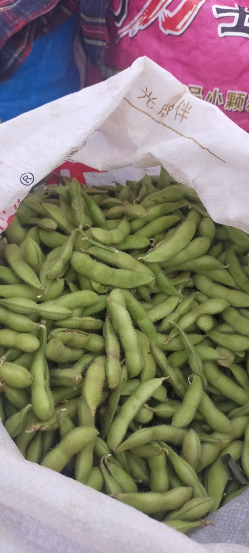河北邯郸基地毛豆大量上市质量好