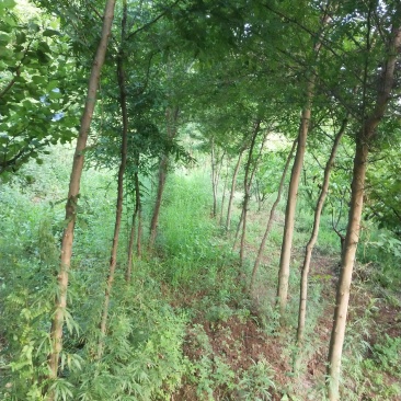 皂角树全身是宝，冠大荫浓，树干笔直，前期生长速度快，寿命