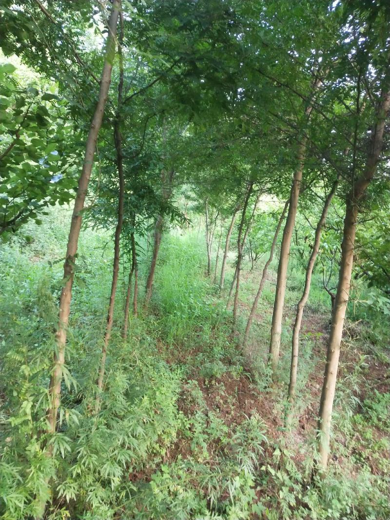皂角树全身是宝，冠大荫浓，树干笔直，前期生长速度快，寿命