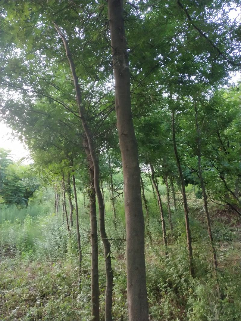 皂角树全身是宝，冠大荫浓，树干笔直，前期生长速度快，寿命