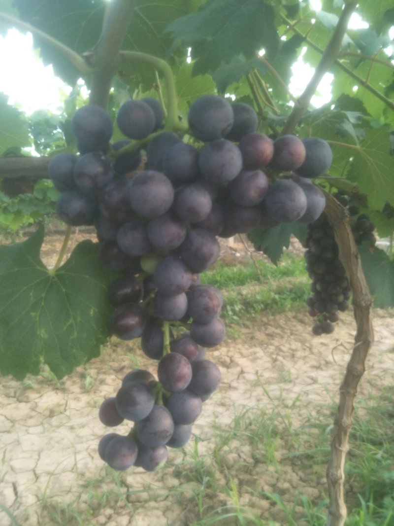 无仔夏黑