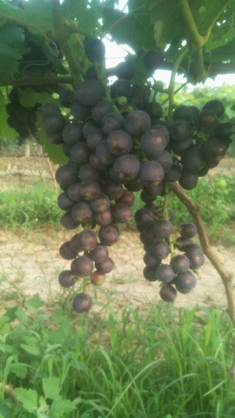 无仔夏黑