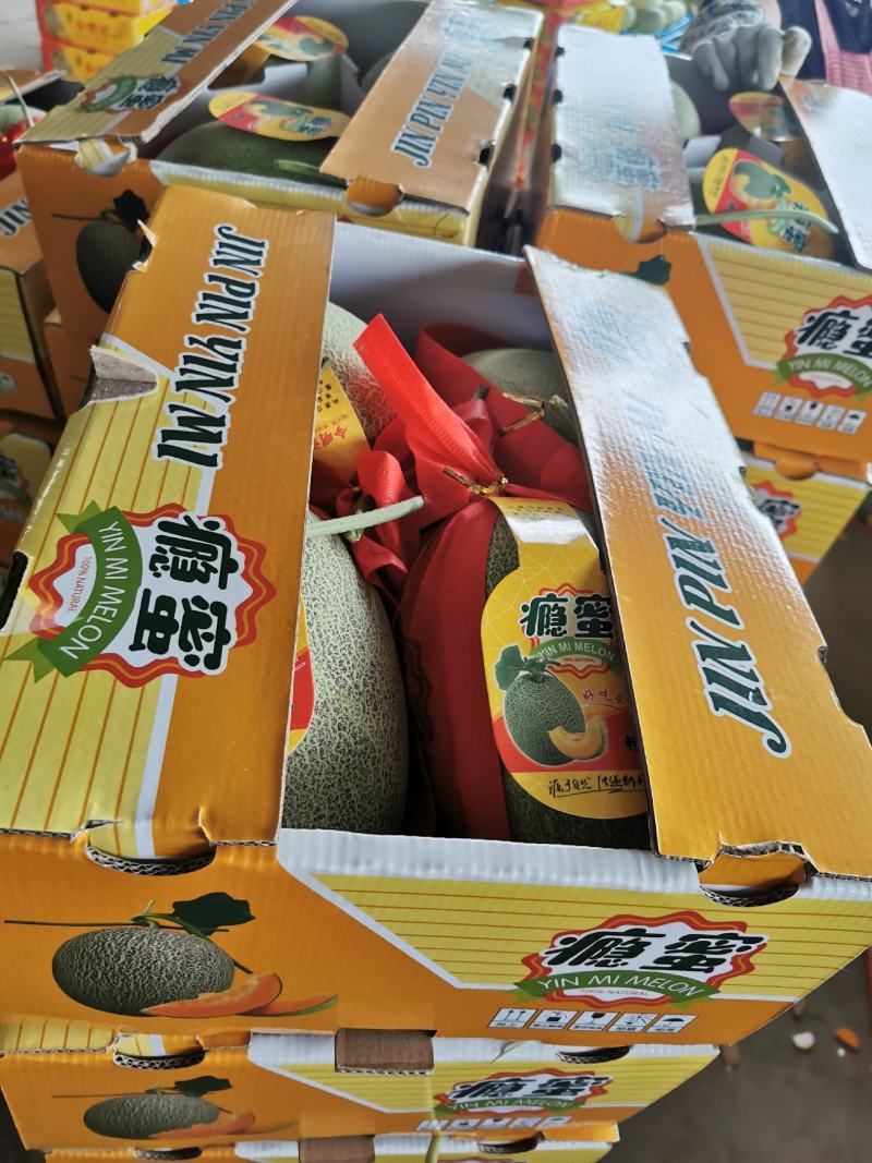 晓蜜脆瓜台州，宁波产地沙土种植品质口感好