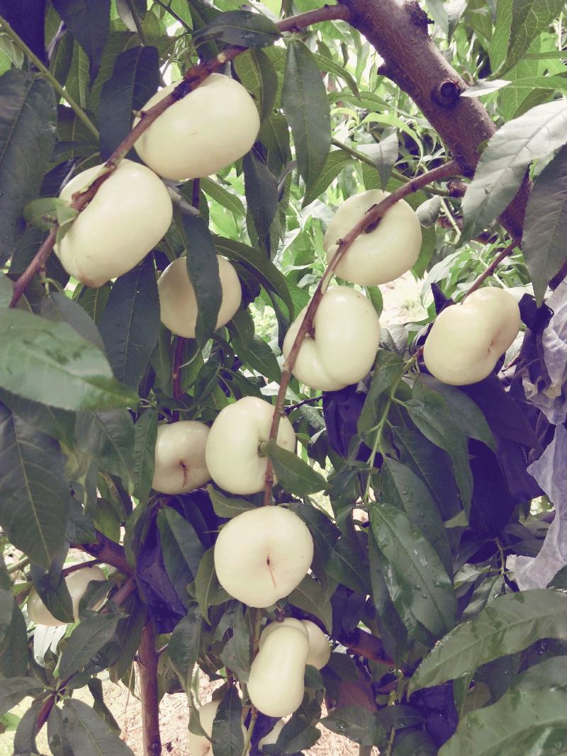 蜜桃白蟠桃油蟠桃蟠桃奶油蟠桃蒙阴蜜桃白桃一件代发