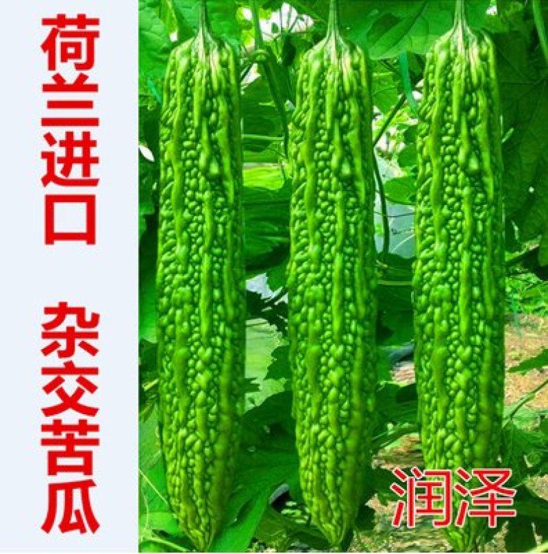 苦瓜苗杂交苦瓜直播嫁接苗齐顶油量抗病高产量