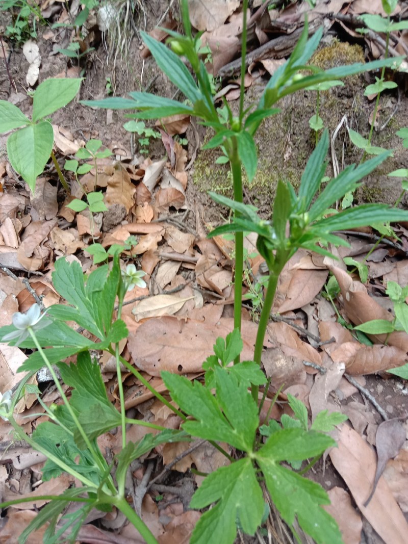 虎掌草，，，，野生药材