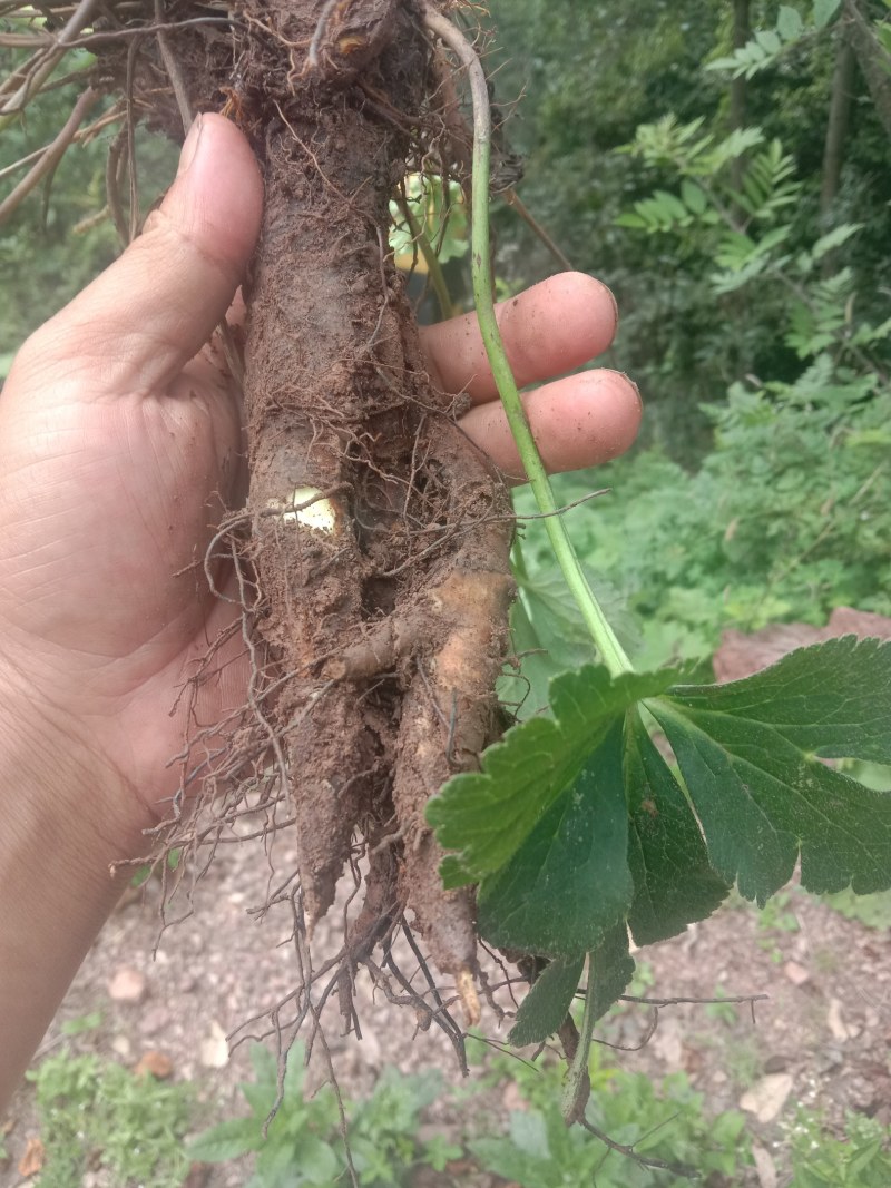 虎掌草，，，，野生药材