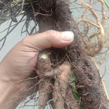 虎掌草，，，，野生药材
