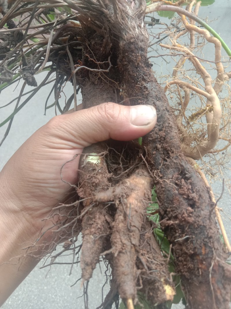 虎掌草，，，，野生药材