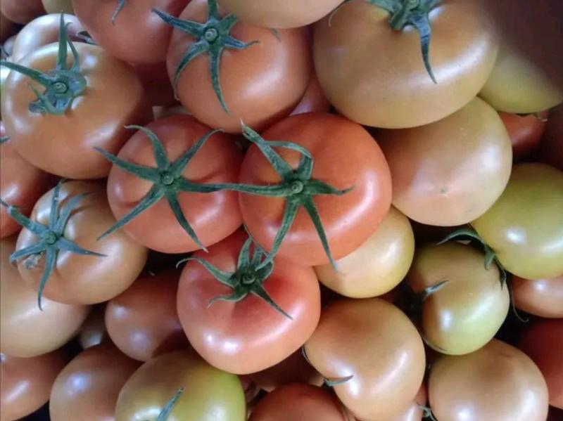 大红硬果，西红柿，质量好，货量大，大量上市中，