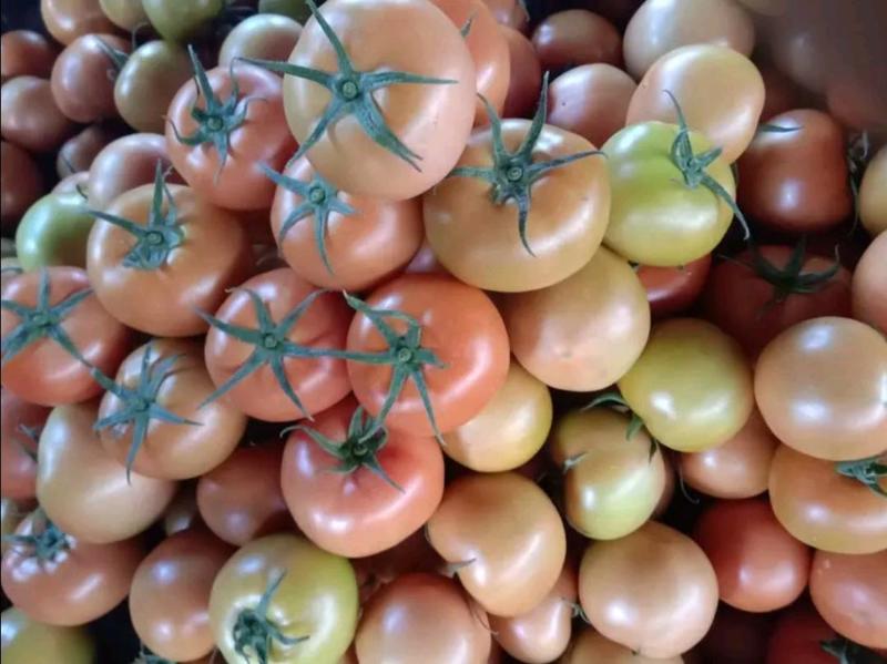 大红硬果，西红柿，质量好，货量大，大量上市中，