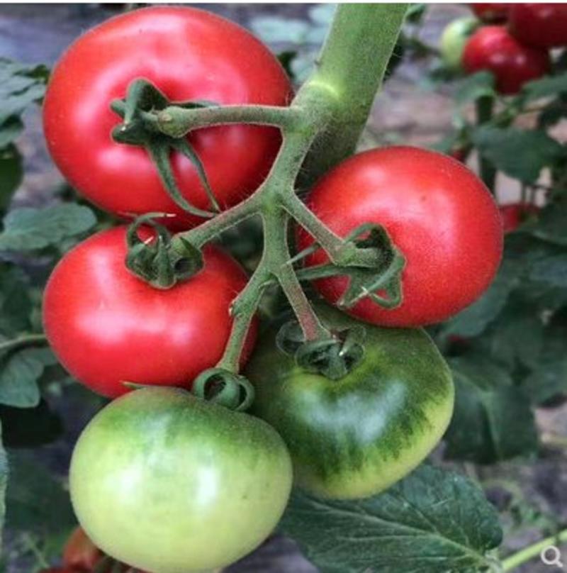 草莓番茄苗，酸甜口味，口感番茄苗，绿肩番茄苗