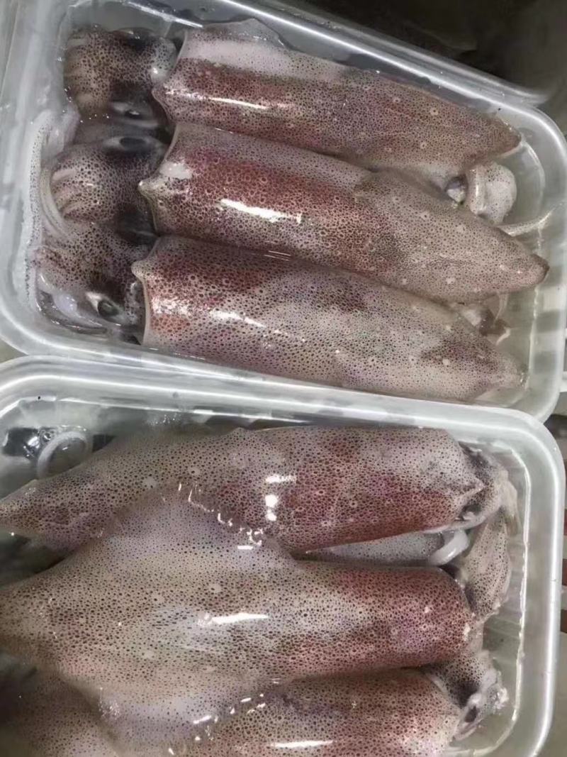 带籽母管饭管有卵东山本港鱿鱼香糯弹牙