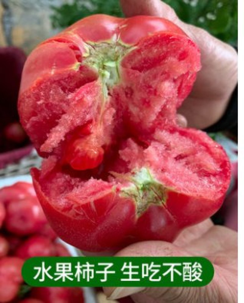 普罗旺斯口感西红柿苗，特色圣女果小柿子苗草莓番茄苗