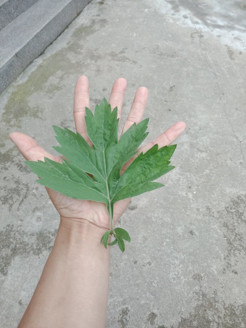 [蕲春艾草]蕲艾种苗，世界中医看中国中国艾草看蕲春。