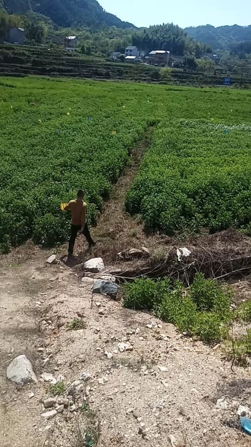 [蕲春艾草]蕲艾种苗，世界中医看中国中国艾草看蕲春。
