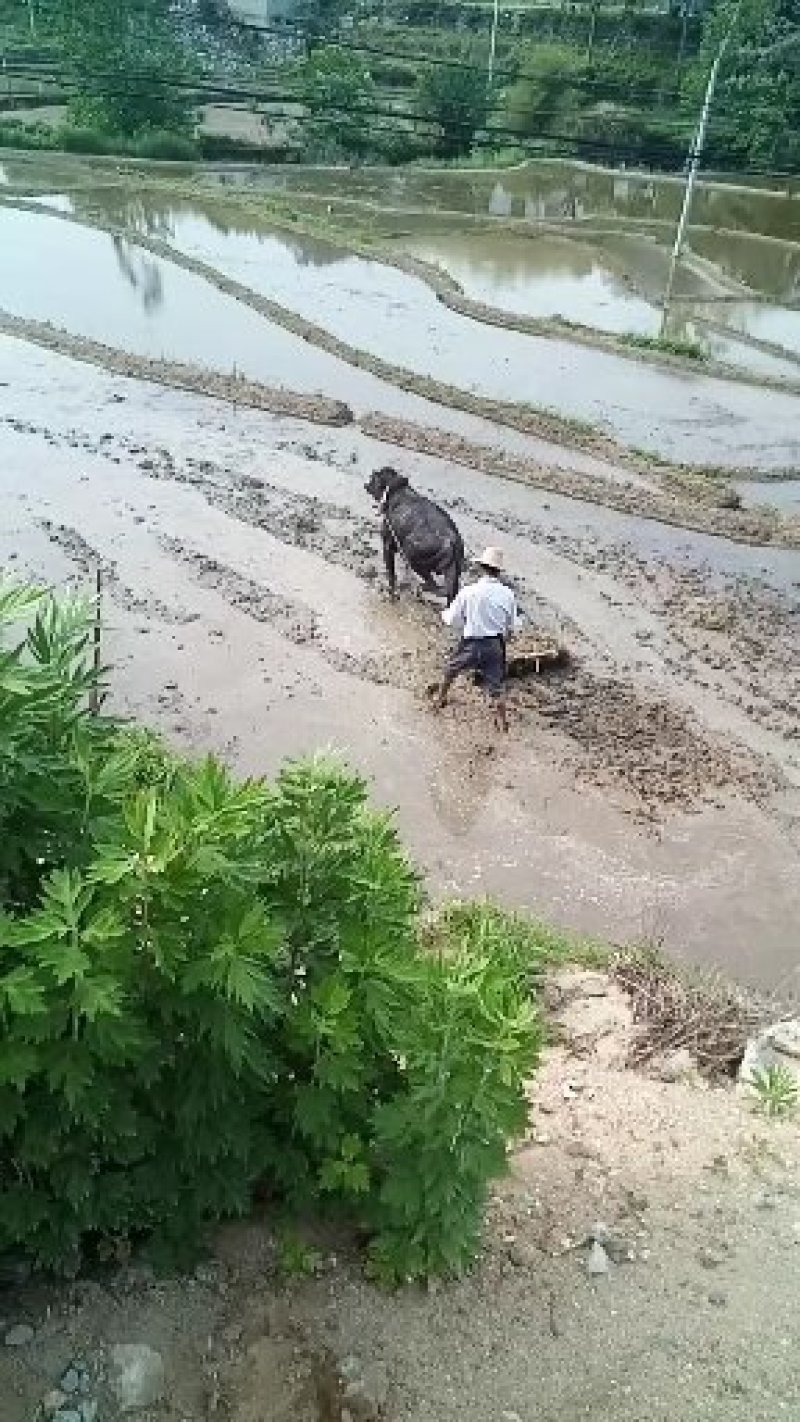 [蕲春艾草]蕲艾种苗，世界中医看中国中国艾草看蕲春。