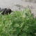[蕲春艾草]蕲艾种苗，世界中医看中国中国艾草看蕲春。