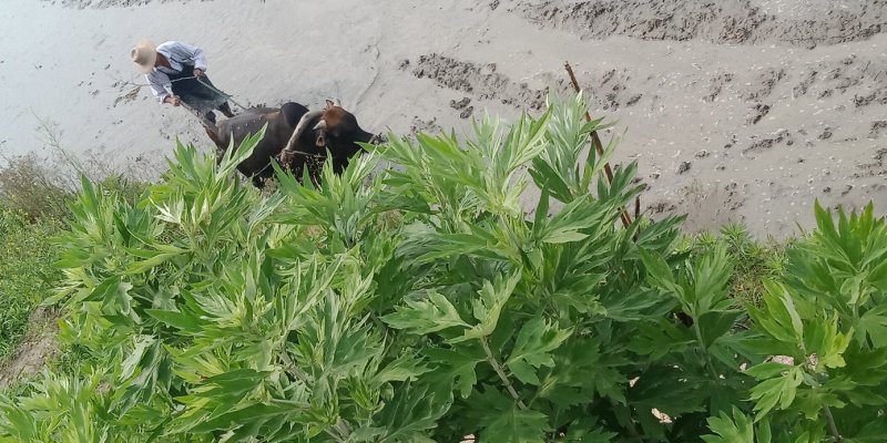 [蕲春艾草]蕲艾种苗，世界中医看中国中国艾草看蕲春。