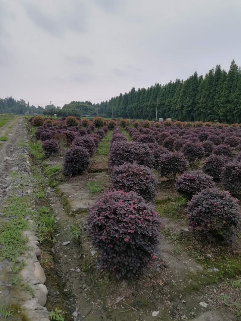 红继木球，袋苗，地苗，精球，毛球冠幅40-180公分