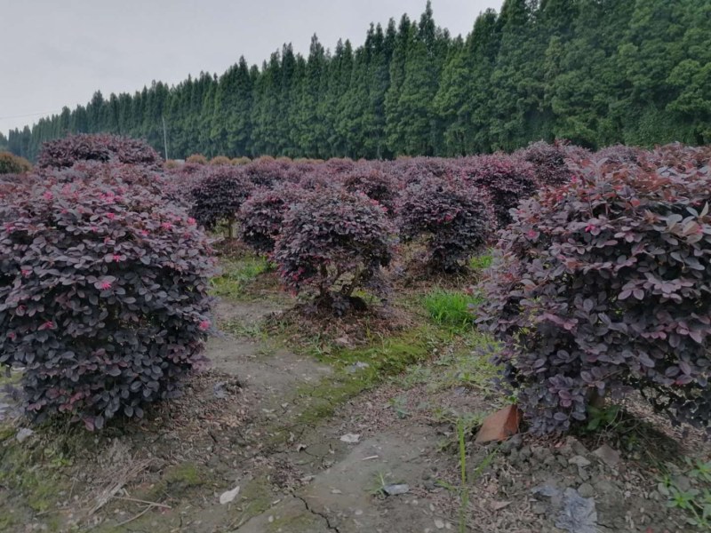 红继木球，袋苗，地苗，精球，毛球冠幅40-180公分