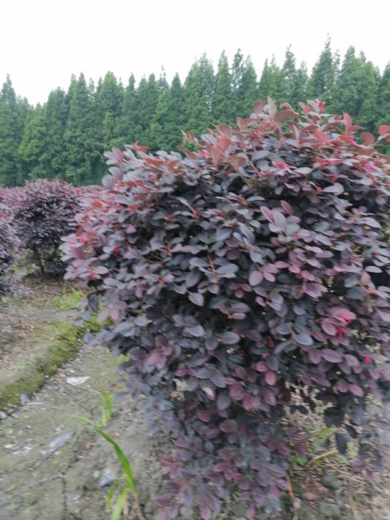 红继木球，袋苗，地苗，精球，毛球冠幅40-180公分