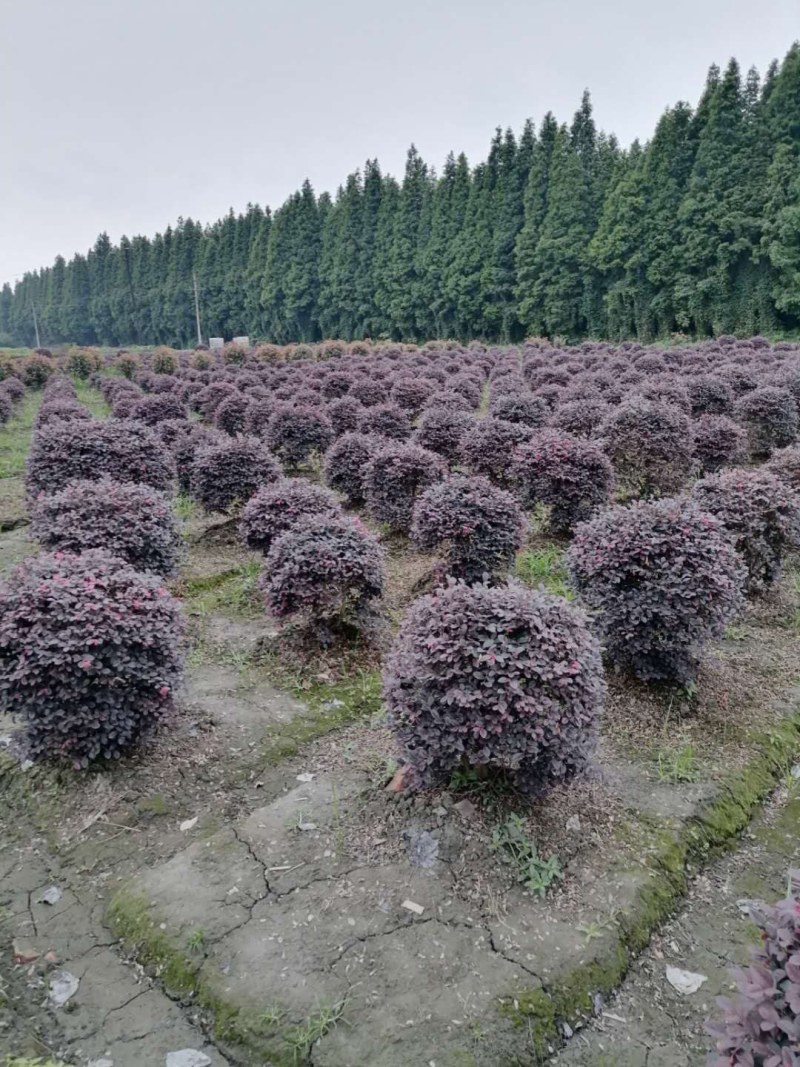 红继木球，袋苗，地苗，精球，毛球冠幅40-180公分