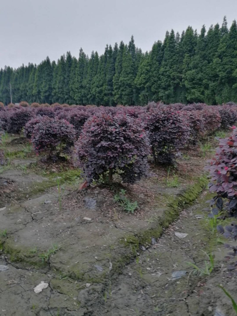 红继木球，袋苗，地苗，精球，毛球冠幅40-180公分