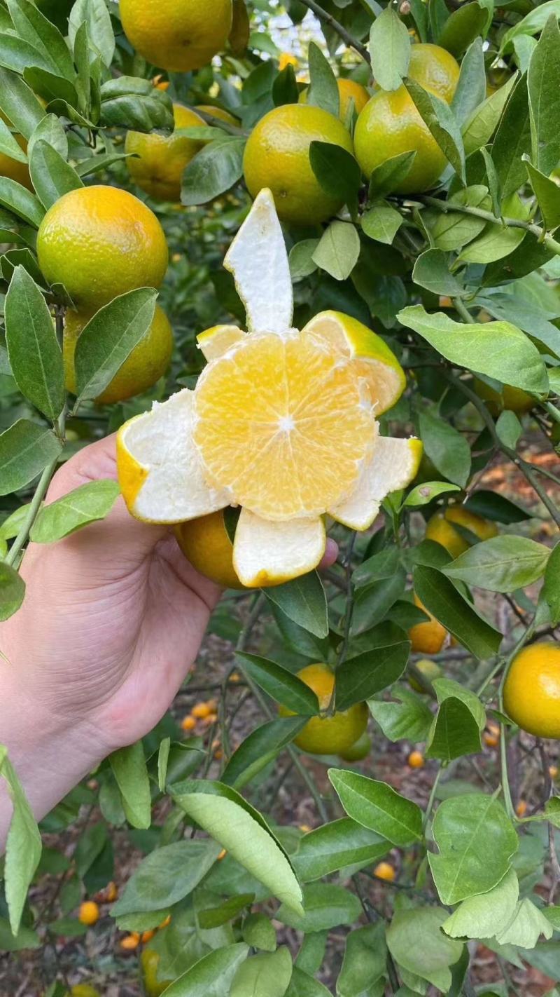 皇帝柑苗德庆皇妃贡柑苗柑橘苗当年结果苗