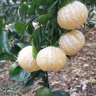 皇帝柑苗德庆皇妃贡柑苗柑橘苗当年结果苗