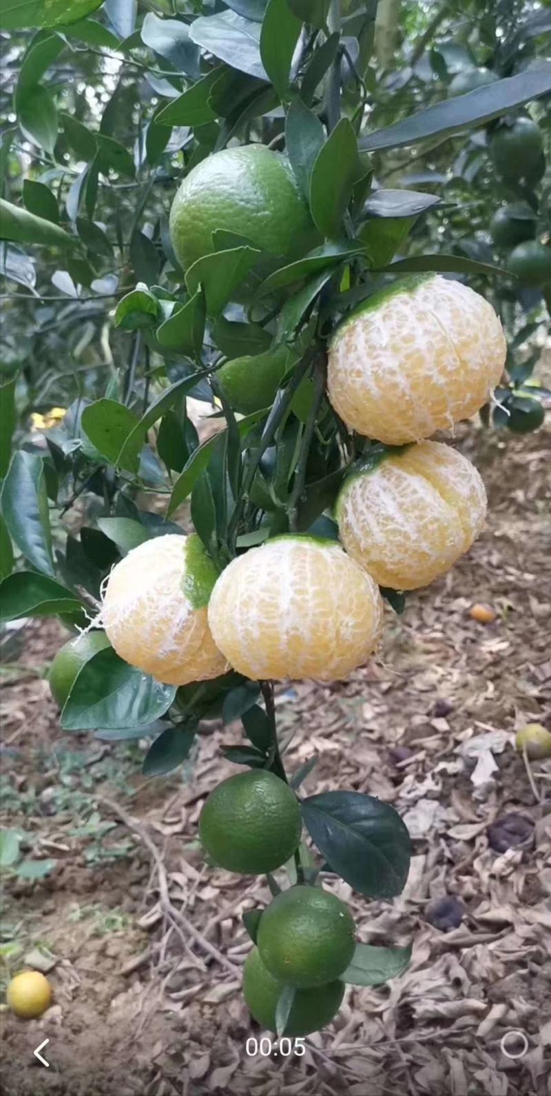 皇帝柑苗德庆皇妃贡柑苗柑橘苗当年结果苗
