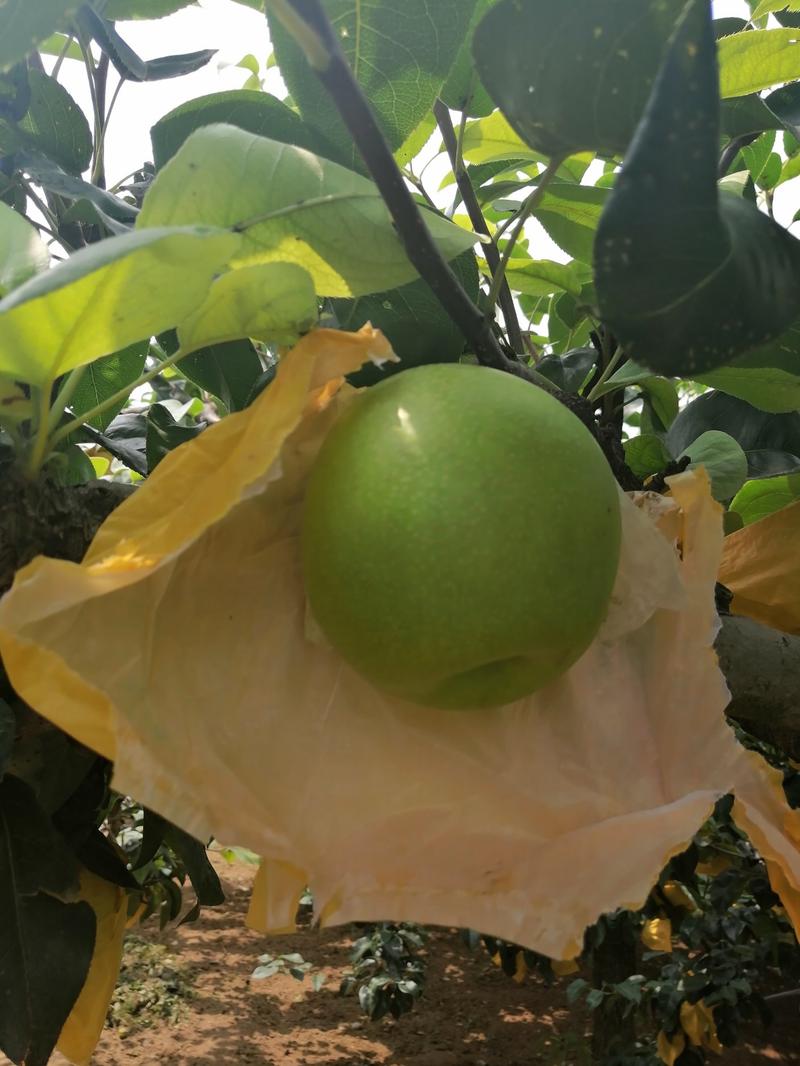 精品翠冠梨黄冠梨全国供应果园直供量大从优欢迎