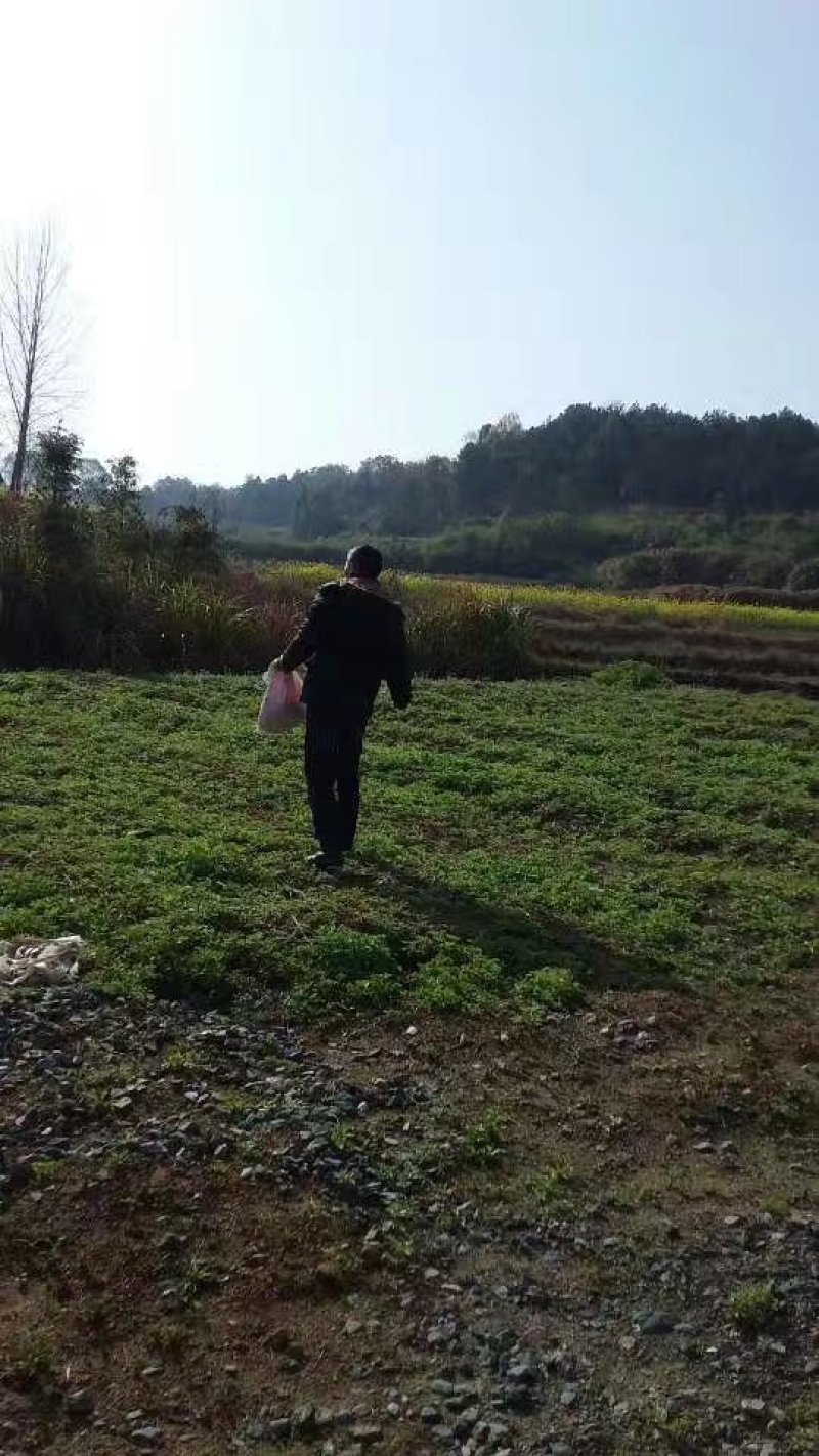 [蕲春艾草]蕲艾种苗，世界中医看中国中国艾草看蕲春。