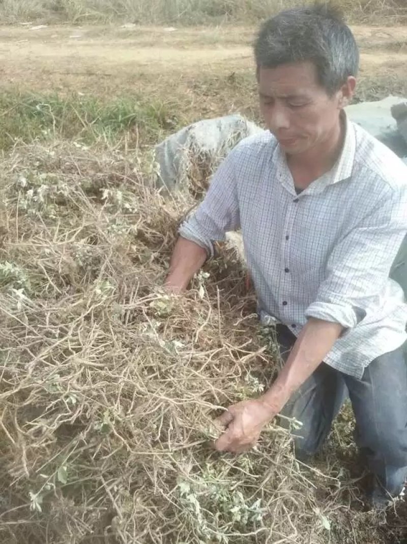 [蕲春艾草]蕲艾种苗，世界中医看中国中国艾草看蕲春。